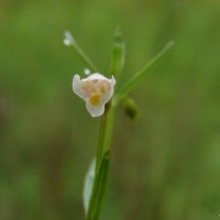 Vandellia micrantha (D.Don) Eb.Fisch., Schäferh. & Kai Müll.